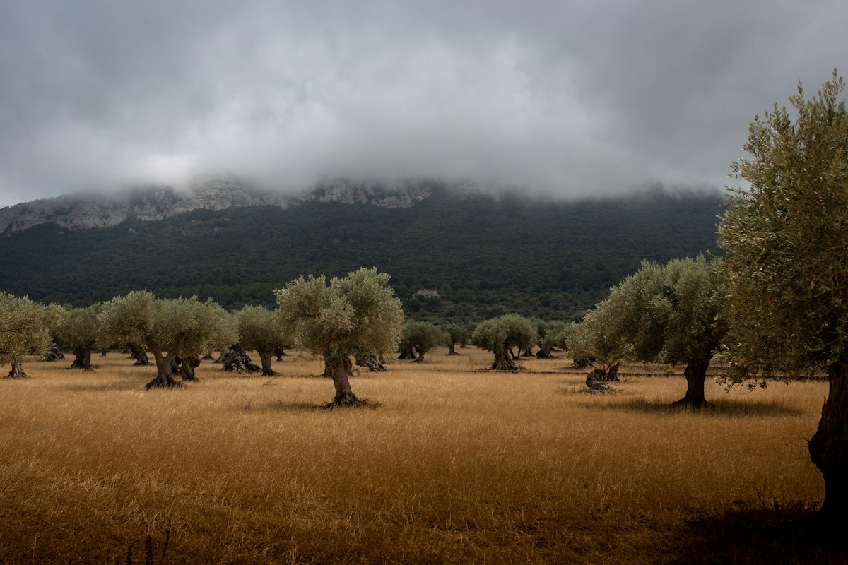 Olivos en una finca rústica de Castellón